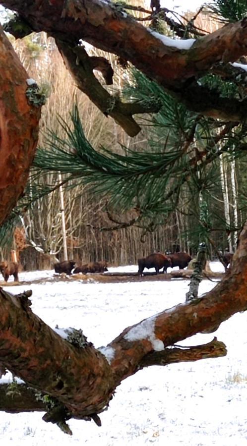 Siedlisko Gruszki Puszcza Białowieska Narewka Zewnętrze zdjęcie