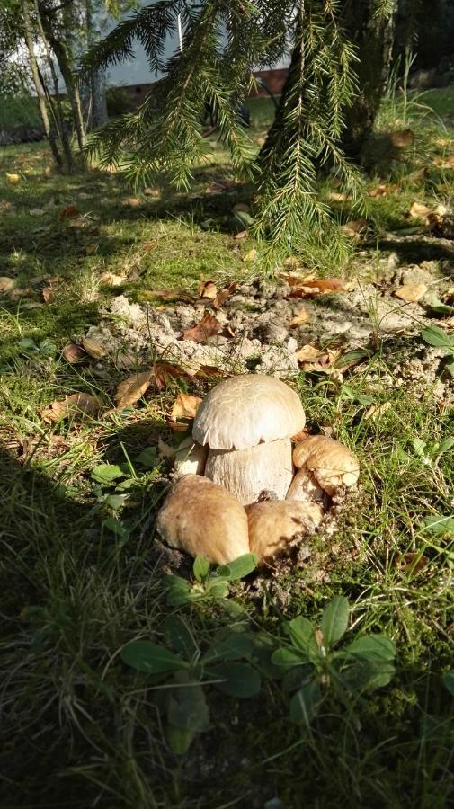 Siedlisko Gruszki Puszcza Białowieska Narewka Zewnętrze zdjęcie